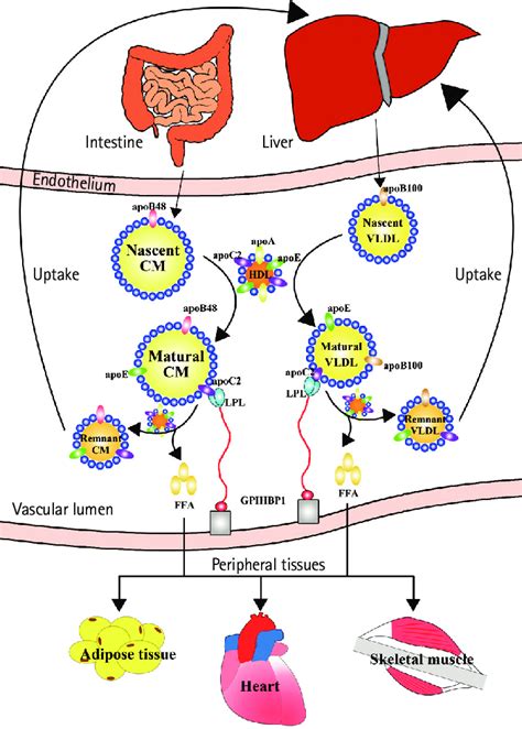 tygdispo|The association of triglyceride.